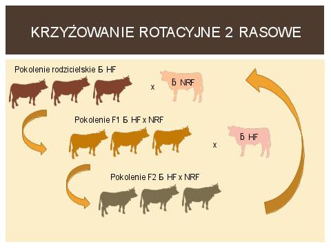 Krzyżówki wyróżnia jednak lepszy skład mleka oraz wyższa w stosunku do HF wydajność życiowa, co rekompensuje niższą wydajność mleka w przeliczeniu na laktację.