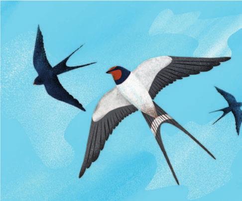 Jaskółka dymówka (Hirundo rustica) ok. 50 km/h, najwyższa zarejestrowana do tej pory prędkość ponad 160 km/h drobne owady chwytane przy powierzchni ziemi, zwłaszcza nad łąkami i wodą.