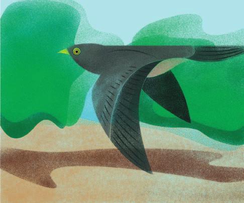 Jerzyk zwyczajny (Apus apus) maksymalnie ponad 100 km/h drobne owady chwytane w locie, również te porwane przez prądy powietrzne na dużą wysokość, tak zwany owadzi plankton. Kukułka (Upupa epops) ok.