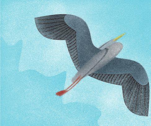 Czapla siwa (Ardea cinerea) ok. 40 km/h ryby, kijanki, żaby, małe ssaki, owady, ślimaki. Wróbel (Passer domesticus) 20 30 km/h głównie nasiona roślin, wiosną i latem urozmaica dietę o owady i pająki.