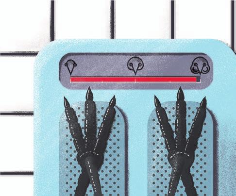 Ekstra kanapki na drogę? IV.4 Hiperfagia. Tak język biologii nazywa obżarstwo. Wiele ptaków przed podróżą je dużo więcej niż zwykle, magazynując zapasy tłuszczu na trudy wędrówki.