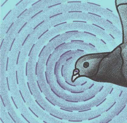 gołębi), u nasady dzioba znajdują się cząsteczki magnetytu, który umożliwia ptakom odczytywanie pola magnetycznego Ziemi.