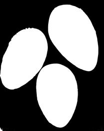 Adwokatem