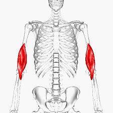 Mięsień ramienny PP połowa długości kości ramiennej, poniżej przyczepu mięśnia