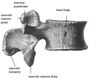 Kręgi lędźwiowe charakteryzują się wielkością oraz masywnością wyrosków.