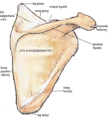 Anatomia i Fizjologia. Akademia Mistrzostwa Sportowego Rekreacji i  Turystyki we Wrocławiu - PDF Free Download