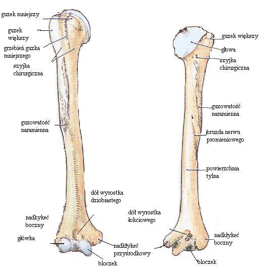 Kość ramienna Zbudowana z nasady bliższej ( głowa, szyjka, 2 guzki),