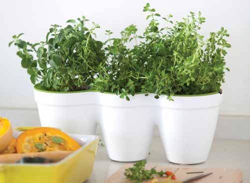 IVY HERBS
