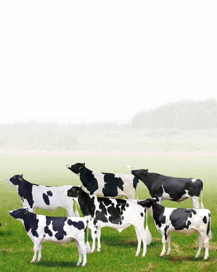 Kolejny powód, abyś stosował nasienie seksowane do inseminacji w Twoim stadzie! Analiza wydajności, miliona krów potwierdziła, że płeć urodzonego potomstwa wpływa na mleczność krów.