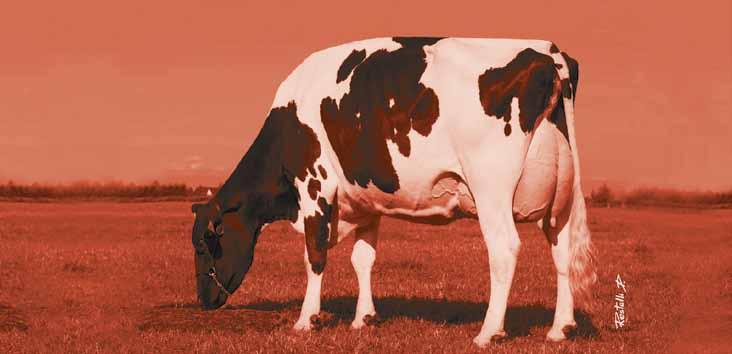 wydajność Dla hodowców, którzy chcą by ich krowy: cechowała wysoka wydajność mleczna, produkowały dużo białka i tłuszczu w laktacji, generowały ponadprzeciętny dochód za sprzedaży mleka.