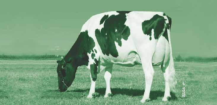 wymię Dla hodowców, którzy chcą by ich krowy: miały dobrze zbudowane i zdrowe wymiona, były odporne na mastitis, produkowały dużo mleka o niskiej zawartości komórek somatycznych, dobrze