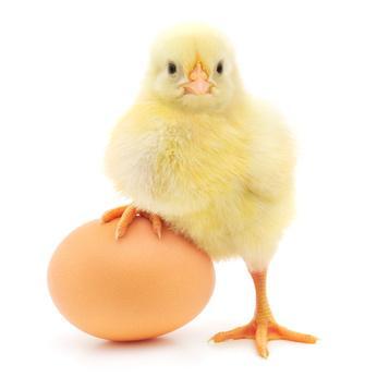 Popijano to lekko osoloną wodą z dodatkiem czosnku. Gdy post się kończył, zwyczajem było przybijanie znienawidzonego śledzia do drzewa oraz zakopywanie garnka z żurem głęboko w ziemi.