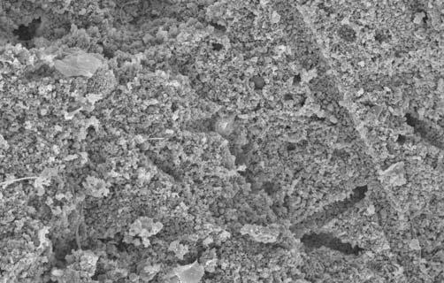 Co wiêcej, w oszczêdzonych przez diagenezê fragmentach wype³nienia tego amonita zidentyfikowano okazy charakterystycznej dla danu wapiennej