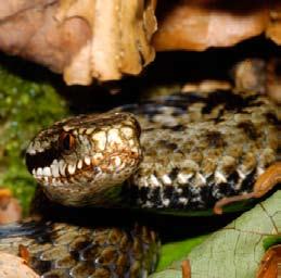 Hatching grass snakes; Photo 12. Adder Fot.