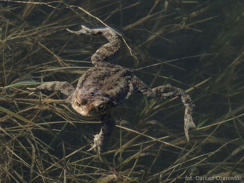 12. Zdjęcie obok przedstawia znajdujący się pod częściową ochroną prawną gatunek płaza. Jest to: A) traszka B) żaba wodna C) ropucha szara D) żaba trawna 13.