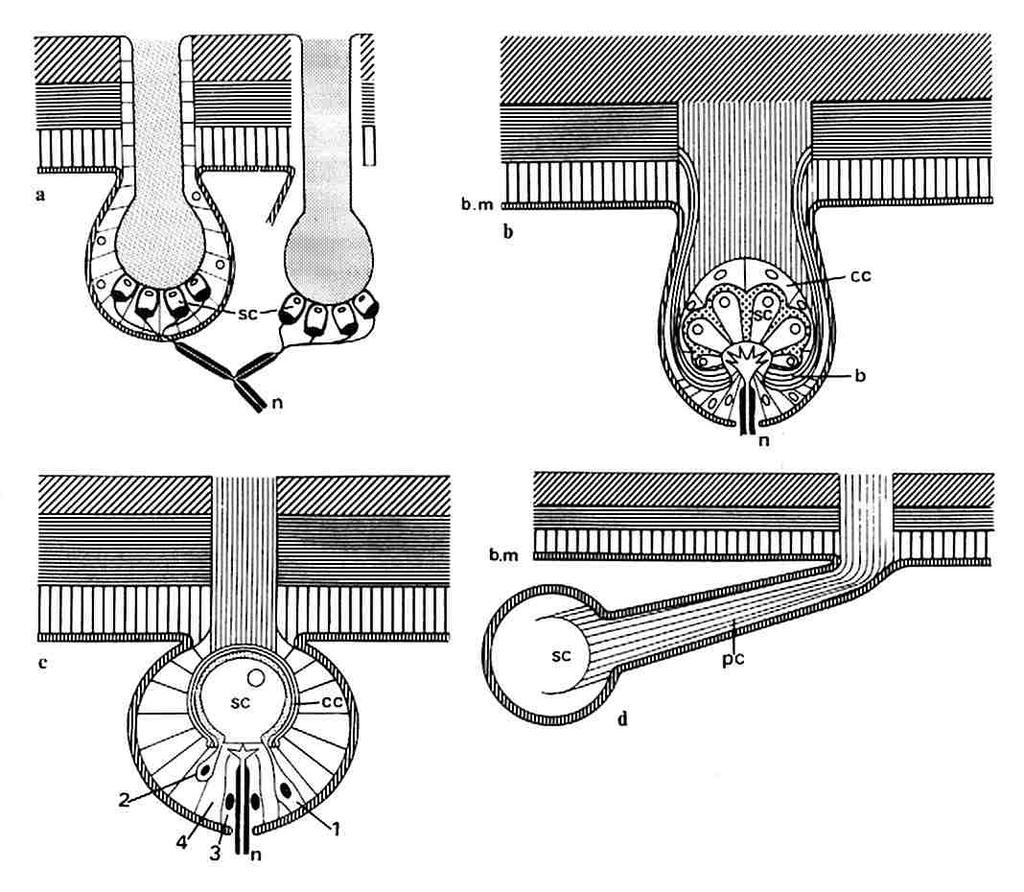 Schemat budowy elektroreceptorów