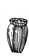 Scorzonera purpur.