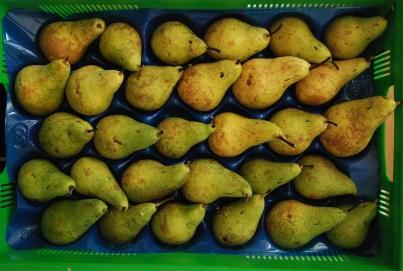 Podsumowanie * Zastosowanie 1-metylocyklopropenu (1-MCP) spowalnia dojrzewanie owoców podczas przechowywania.