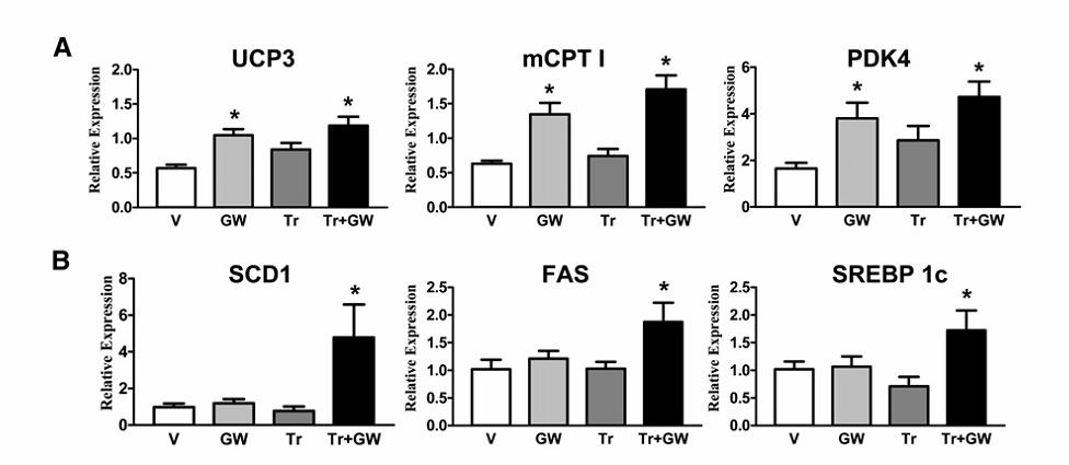 Relative gene expression levels of FAO (Ucp3, Cpt 1b,