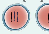 Liczbowe mutacje chromosomowe