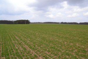 .pl https://www..pl Kiedy podjąć decyzję o nawożeniu? Pierwszą rzeczą, jaką pan Pośpieszny powinien zrobić, jest należyte rozeznanie się w sytuacji na polu.