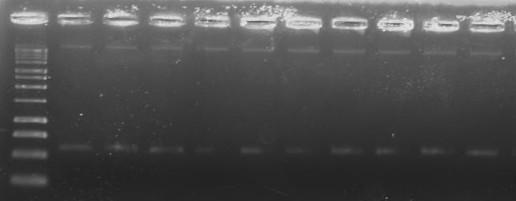 1 kb 1 2 3 4 5 6 7 8 9 10 Rys. 1. Produkty PCR wielkości 630 pz uzyskane w reakcji ze starterami GC357-F /907-R dla wybranych prób DNA pozyskanego z gleby.