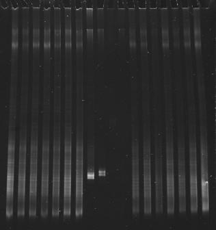 1 2 3 4 5 6 7 8 9 10 11 12 13 14 NAzot2 Pi77AA Rys. 2. Profile DGGE uzyskane w wyniku amplifikacji genu 16S rrna ze starterami GC357-F /907-R.
