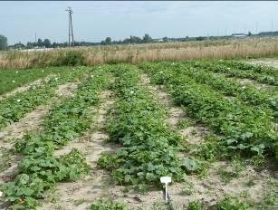 PODSUMOWANIE Zastosowane bioprodukty wpłynęły na zwiększenie ogólnej liczby bakterii, bakterii wytwarzających formy przetrwalnikowe, bakterii z rodzaju Pseudomonas, ogólnej liczby grzybów, drożdżaków