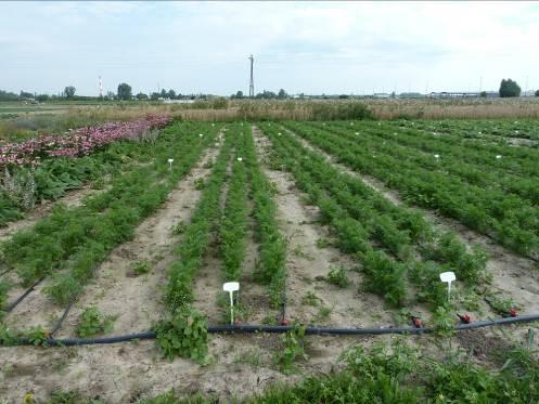 Podzadanie 1. Rekultywacja gleb z niską zawartością materii organicznej w ekologicznych uprawach roślin ogórka i marchwi, z zastosowaniem bioproduktów mikrobiologicznych.