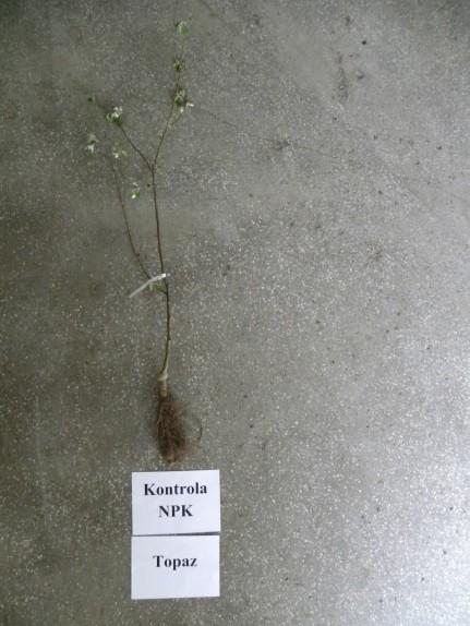 Drzewko jabłoni Topaz nawożone NPK (Szklarnia IO, 2015). Drzewko jabłoni Topaz traktowane BF Quality (Szklarnia IO, 2015).