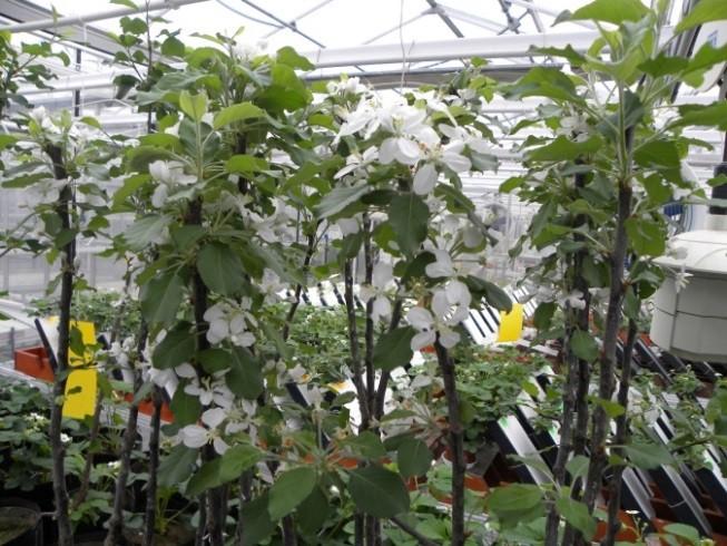 8). Tabela 8. Wpływ biostymulatorów na cechy wzrostu korzeni drzew jabłoni Topaz (Szklarnia IO, 2015).