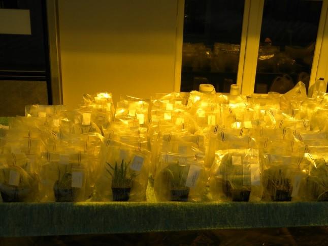 Wpływ bioproduktów mikrobiologicznych na występowanie gatunków arbuskularnych grzybów mikoryzowych (AGM Arbuskularne Grzyby Mikoryzowe) i formowanie zarodników w rizosferze truskawki, jabłoni i wiśni.
