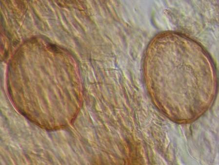 Wpływ biopreparatów na stopień frekwencji mikoryzowej (F%) oraz intensywności mikoryzowej (M%) w korzeniach wiśni odmian Sabina i Debreceni Bötermo (Doświadczenie polowe, Dąbrowice, 2015).