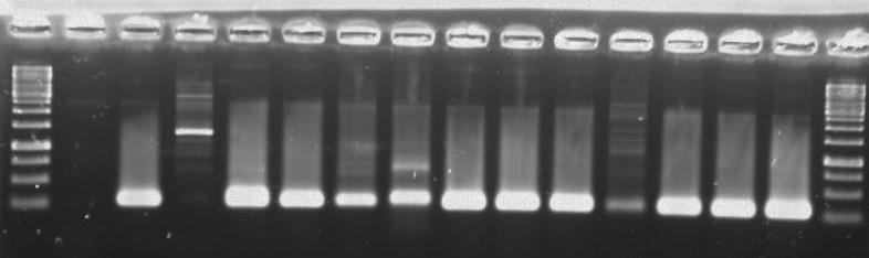 Tab. 17. Obecność grzybów AGM z rodzajów Glomus, Acaulospora i Scutellospora w bioproduktach przechowywanych 12 miesięcy.
