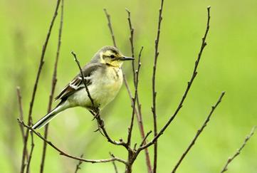 Fot. 1. Samica pliszki cytrynowej na stanowisku lęgowym koło Lipiej Góry, 24.06.2015 ( Wojciech Plata) - A female Citrine Wagtail in the breeding site near Lipia Góra, 24.06.2015 (krzewy, pojedyncze trzciny), co ułatwiało ich wykrycie nawet z bardzo dużej odległości.