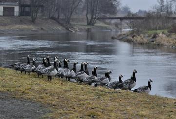 kilkunastokrotnie ( Mateusz Matysiak) - The numbers of Barnacle Geese during migration and wintering periods in the