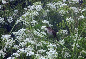Fot. 1. Zaroślówka w dolinie Noteci koło Lipiej Góry, 13.06.2015 ( Sergiusz Niziński) - Blyth s Reed Warbler in the Noteć River valley near the village of Lipia Góra, 13.06.2015 we wsi Raczyn (pow.