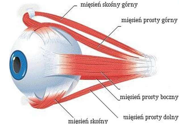 2. Aparat ruchowy oka. Składa się z sześciu mięśni. Z jednej strony są one przyczepione do gałki ocznej, z drugiej do ściany oczodołu. Mięśnie gałki ocznej umożliwiają ruch oka wewnątrz oczodołu.