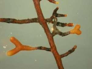 Tuber sp.