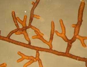 Thelephora