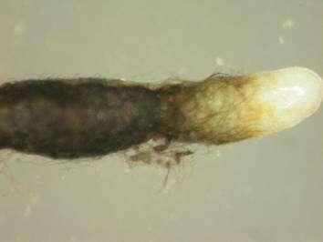 Tricharina