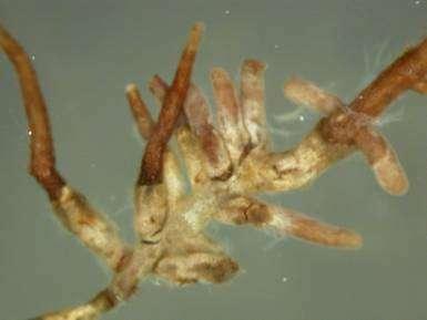 involutus