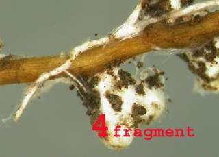 Rhizopogon roseolus