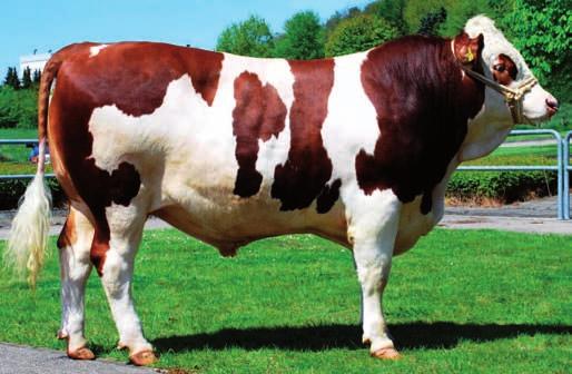 długowieczne córki wysoka przeżywalność cieląt dobre umięśnienie Właściciel: Neustad/Aisch VARANASI (VANSTEIN x LOTARRY) - buhaj urodzony w 2007 roku.
