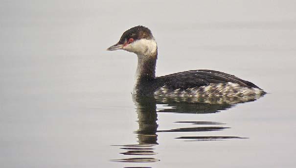 Fot. 3. Jeden z kilku perkozów rogatych Podiceps auritus stwierdzonych w listoadzie na Zb. Turawskim, woj. opolskie (fot. Z. Wnuk) Photo 3.