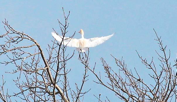 Fot. 4. Trzecia dla Śląska czapla złotawa Bubulcus ibis obserwowana pod koniec kwietnia 2012 na stawach w Goliszowie (woj. dolnośląskie ) (fot. M. Kapelski) Photo 4.