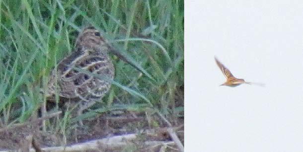 biegus arktyczny Calidris melanotos 15-16.09 1 juv., Radziądz, pow. trzebnicki (W. Lenkiewicz) 07.10 1 juv., Zb. Mietkowski, pow. wrocławski (A. Knychała) 01, 04.09 1 juv., Zb. Otmuchowski, pow.