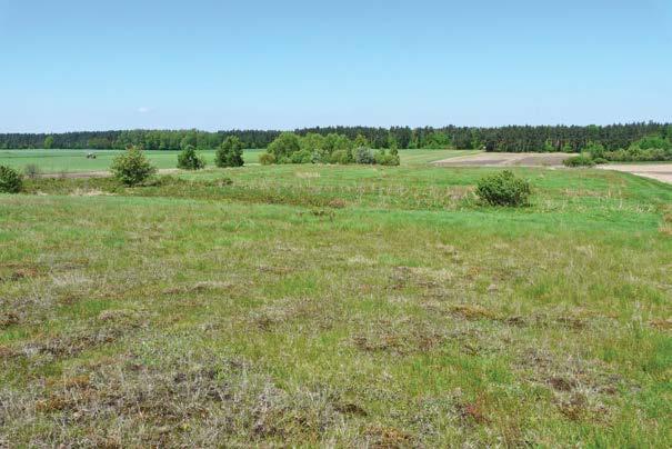 Fot. 2. Ogólny widok na siedlisko z opisywanym gniazdem błotniaka stawowego Circus aeruginosus pod Różyńcem, pow. bolesławiecki (fot. P. Żurawlew) Photo 2.