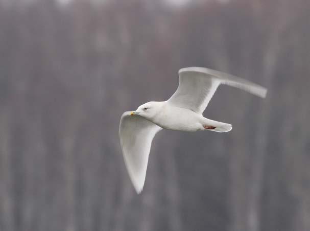 Fot. 1. Mewa polarna Larus glaucoides na Zbiorniku Goczałkowickim (fot. M. Baran) Photo 1. Iceland Gull at Goczałkowice Reservoir Drugiej obserwacji mewy polarnej na Śląsku dokonano 08.01.2013 r.