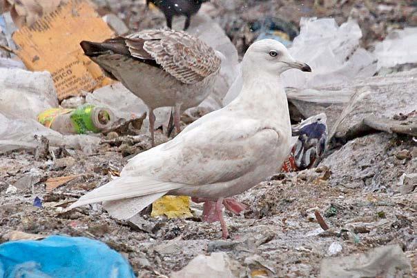 Fot. 2. Mewa polarna Larus glaucoides na składowisku odpadów w Gliwicach (fot. J. Betleja) Photo 2. Iceland Gull at rubbish-dump in Gliwice spotykaną dotąd skalę.